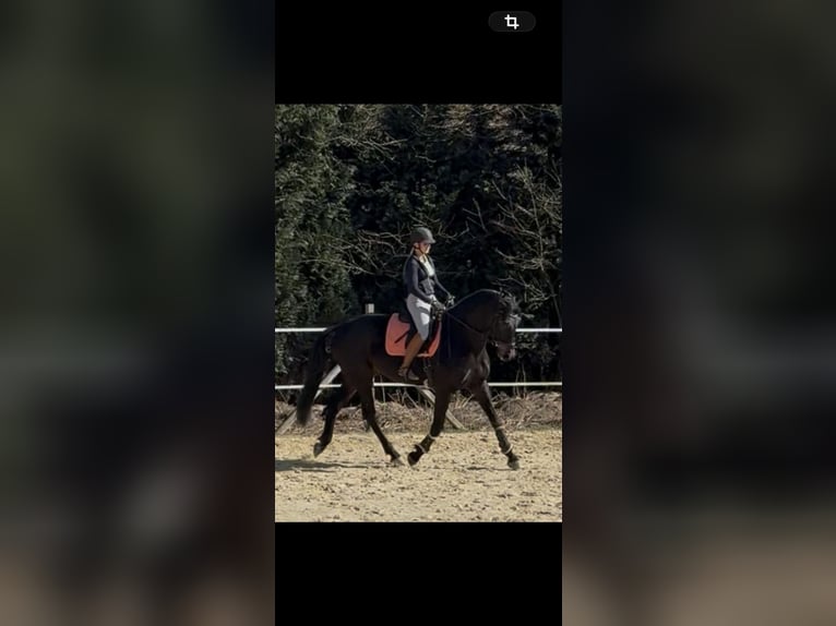Hannoveraner Stute 5 Jahre 181 cm Rappe in Morsbach