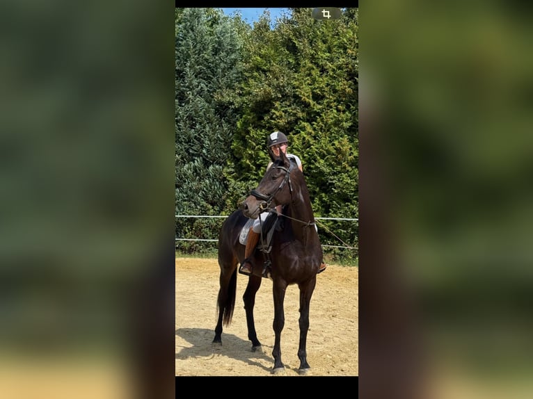 Hannoveraner Stute 5 Jahre 181 cm Rappe in Morsbach