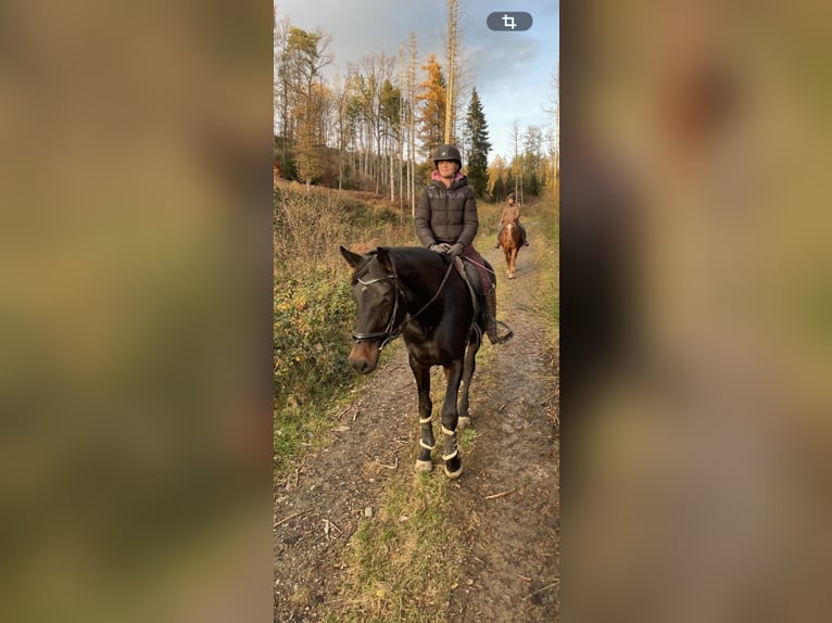 Hannoveraner Stute 5 Jahre 181 cm Rappe in Morsbach