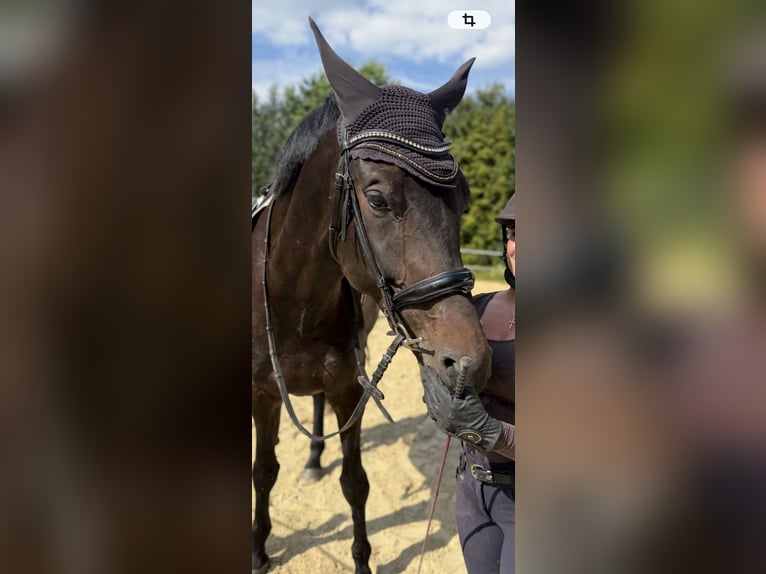 Hannoveraner Stute 5 Jahre 181 cm Rappe in Morsbach