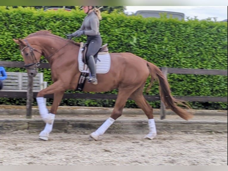 Hannoveraner Stute 5 Jahre 184 cm Fuchs in Kempen