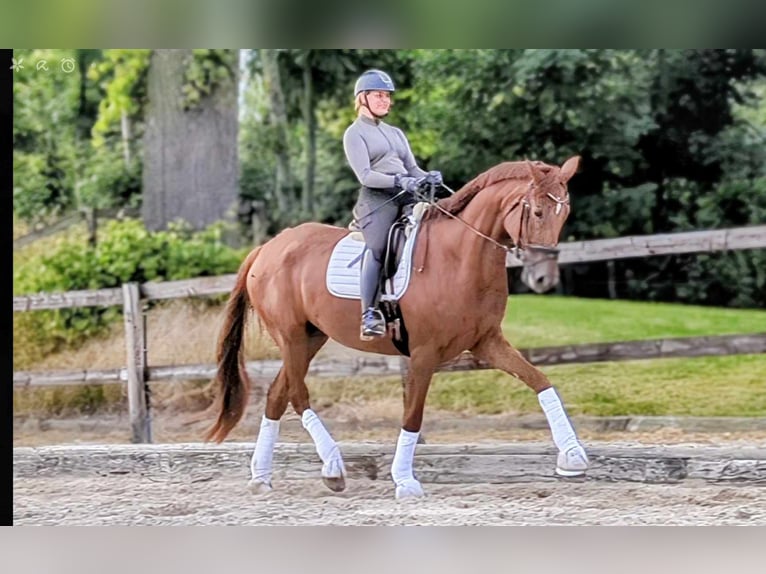 Hannoveraner Stute 5 Jahre 184 cm Fuchs in Kempen