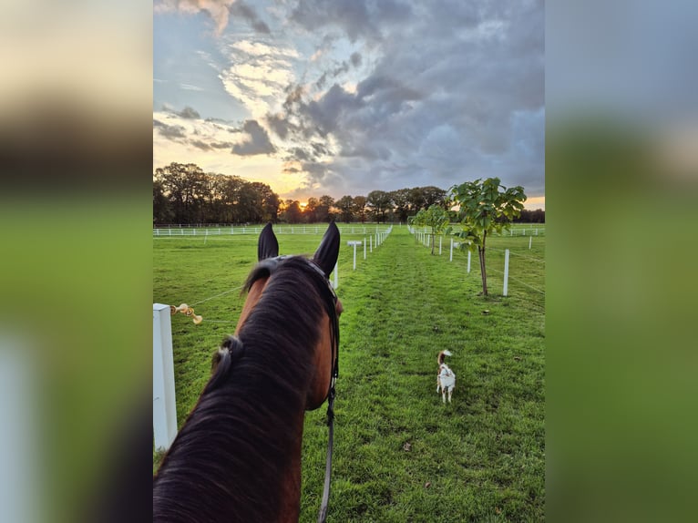 Hannoveraner Stute 5 Jahre Brauner in Schiffdorf