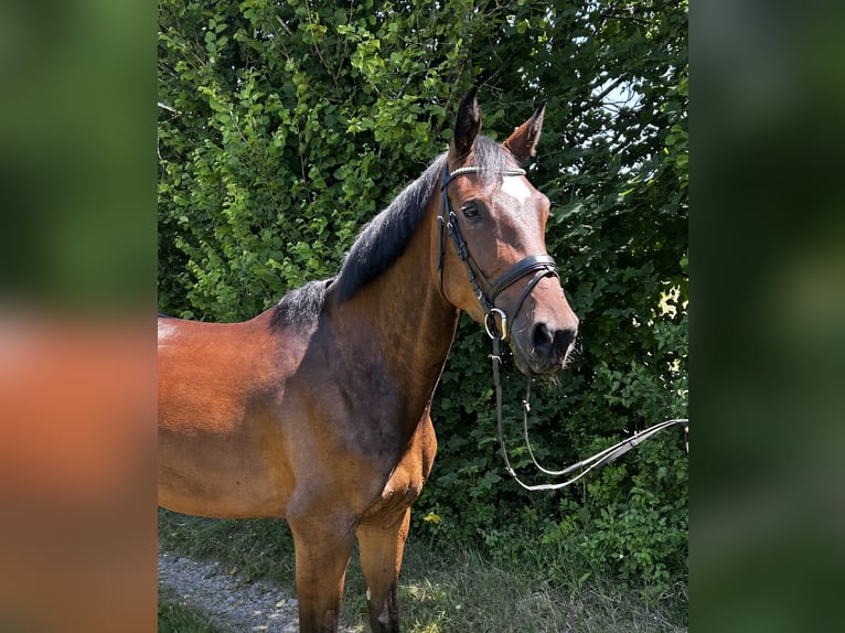 Hannoveraner Stute 5 Jahre Brauner in Moosach