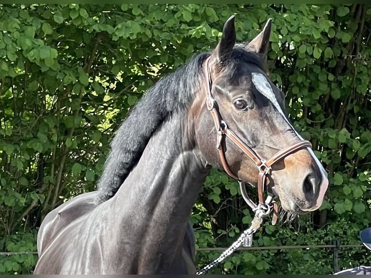 Hannoveraner Stute 5 Jahre Dunkelbrauner in Lauenburg Hannoveraner Stute 5 Jahre Dunkelbrauner in Lauenburg