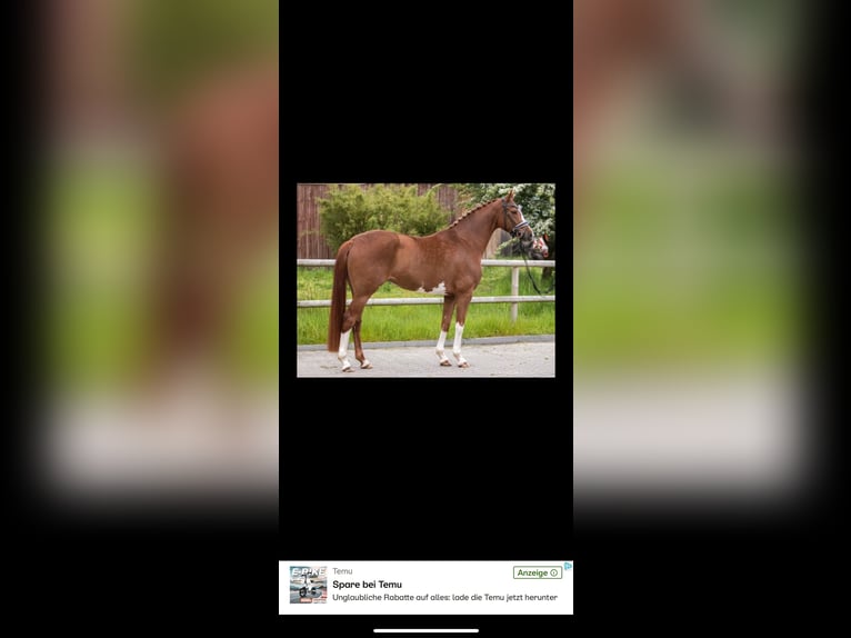 Hannoveraner Stute 6 Jahre 160 cm Fuchs in D&#xF6;tlingen