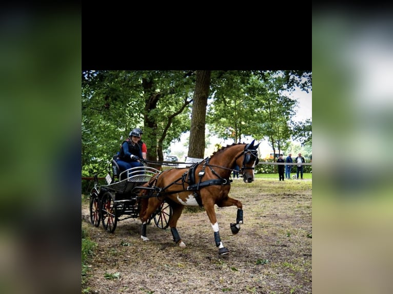 Hannoveraner Stute 6 Jahre 160 cm Fuchs in D&#xF6;tlingen