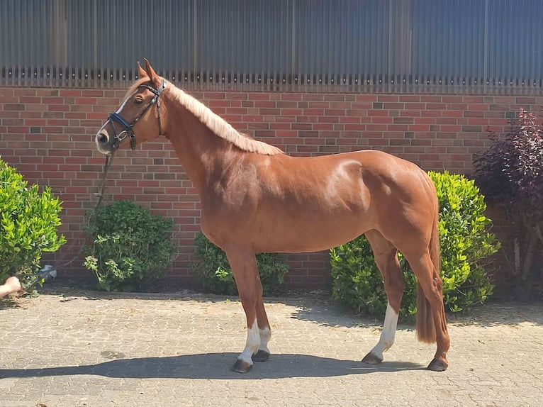 Hannoveraner Stute 6 Jahre 160 cm Fuchs in Verden (Aller)