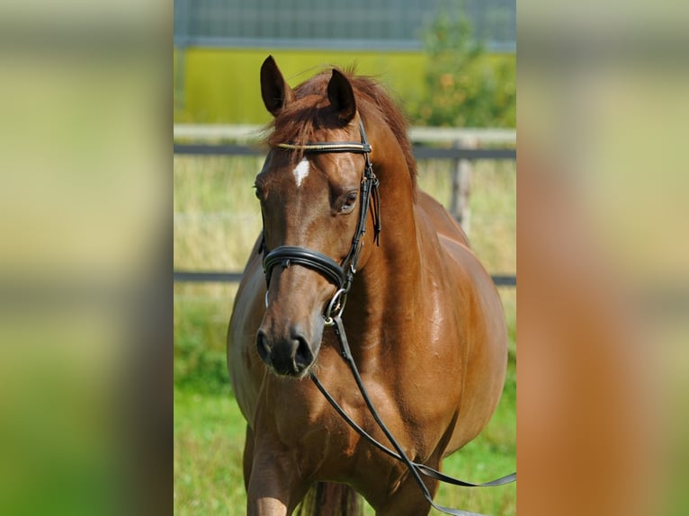 Hannoveraner Stute 6 Jahre 160 cm Fuchs in Schwalmstadt