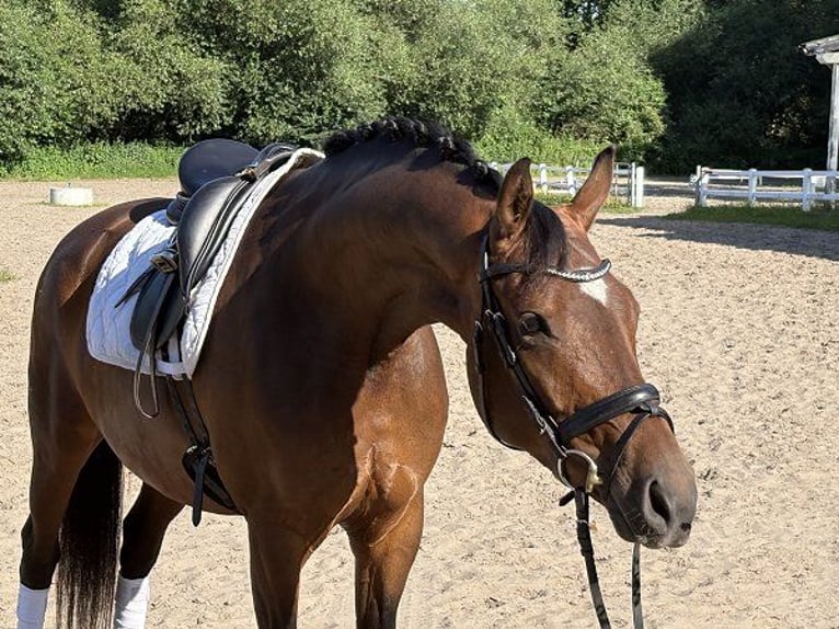 Hannoveraner Stute 6 Jahre 161 cm Brauner in Verden (Aller)