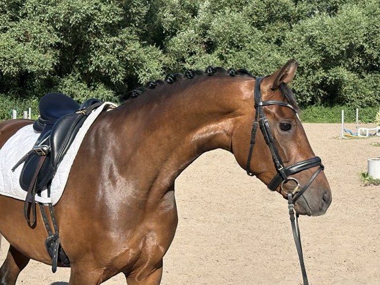 Hannoveraner Stute 6 Jahre 161 cm Brauner in Verden (Aller)