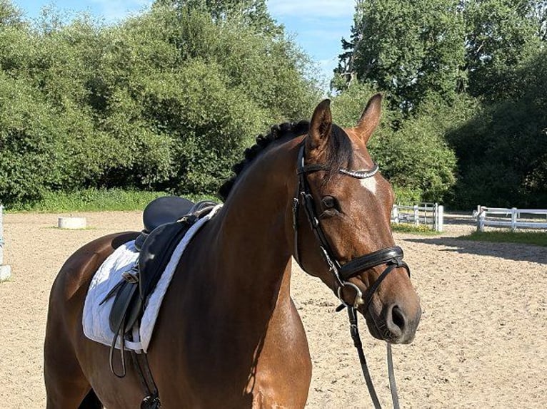 Hannoveraner Stute 6 Jahre 161 cm Brauner in Verden (Aller)