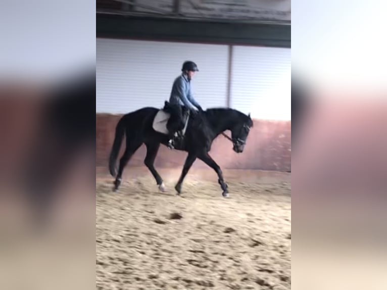 Hannoveraner Stute 6 Jahre 162 cm Dunkelbrauner in Rees