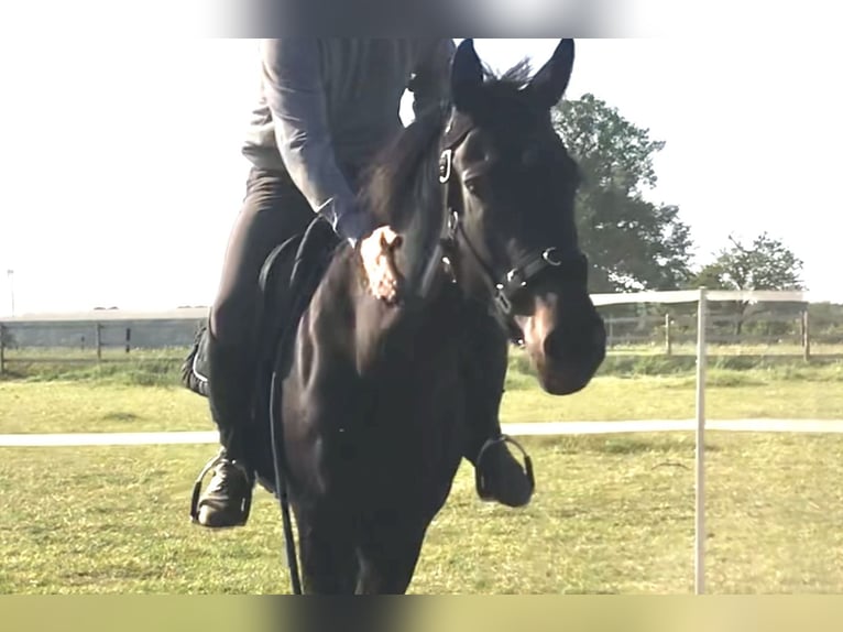 Hannoveraner Stute 6 Jahre 162 cm Dunkelbrauner in Rees