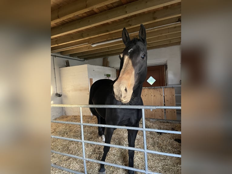Hannoveraner Stute 6 Jahre 162 cm Dunkelbrauner in Rees