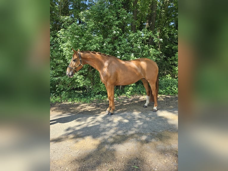Hannoveraner Stute 6 Jahre 162 cm Fuchs in Wiesloch