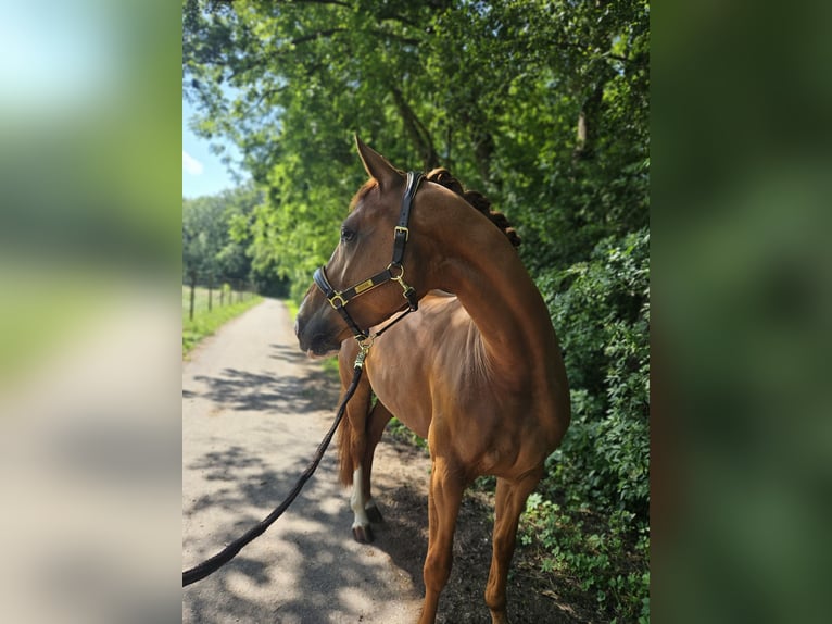 Hannoveraner Stute 6 Jahre 162 cm Fuchs in Wiesloch