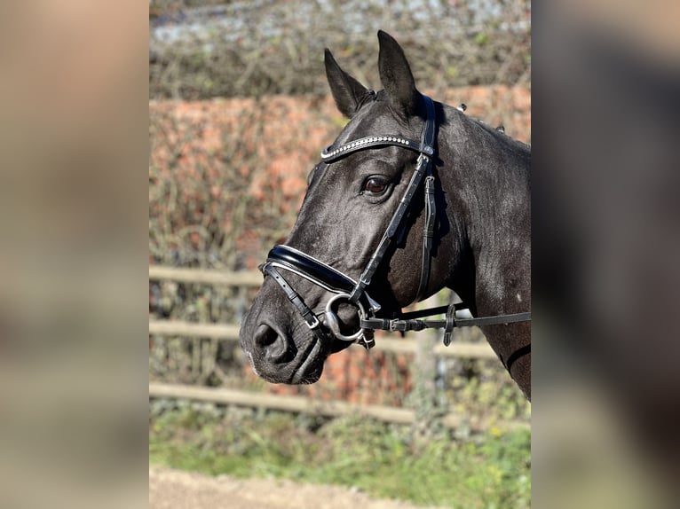 Hannoveraner Stute 6 Jahre 162 cm Rappe in Visselhövede Hannoveraner Stute 6 Jahre 162 cm Rappe in Visselhövede