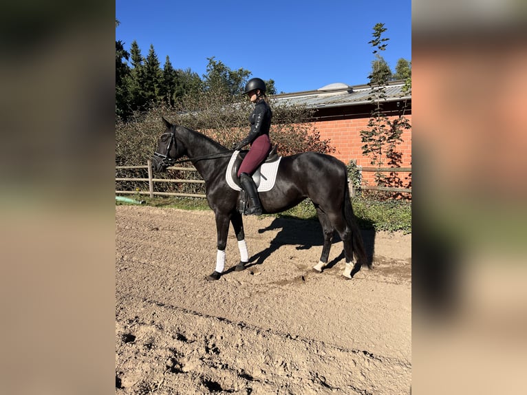 Hannoveraner Stute 6 Jahre 162 cm Rappe in Visselhövede Hannoveraner Stute 6 Jahre 162 cm Rappe in Visselhövede