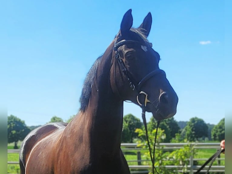 Hannoveraner Stute 6 Jahre 163 cm Brauner in Eberswalde