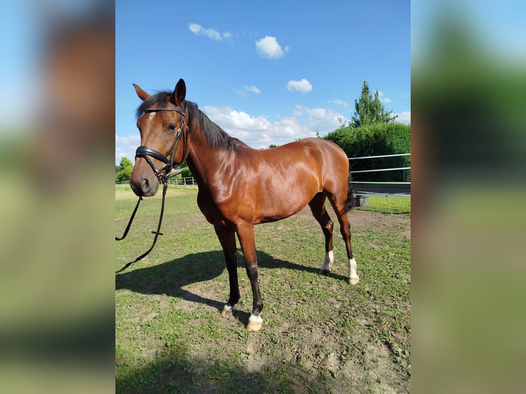 Hannoveraner Stute 6 Jahre 163 cm Brauner in Ostbevern