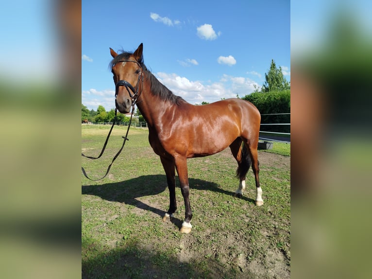 Hannoveraner Stute 6 Jahre 163 cm Brauner in Ostbevern