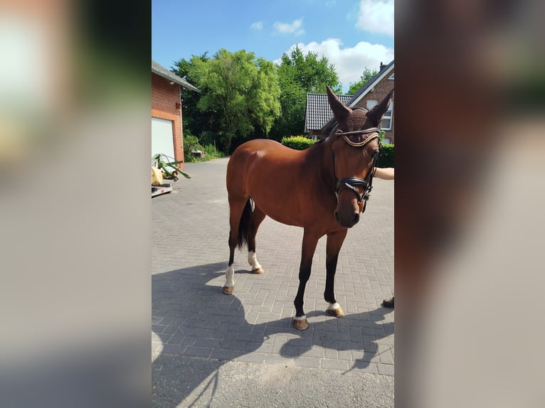 Hannoveraner Stute 6 Jahre 163 cm Brauner in Ostbevern
