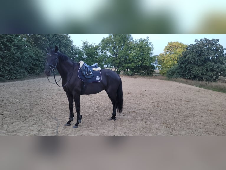 Hannoveraner Stute 6 Jahre 163 cm Rappe in B&#xFC;tzow