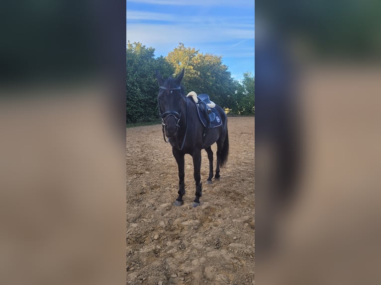 Hannoveraner Stute 6 Jahre 163 cm Rappe in B&#xFC;tzow