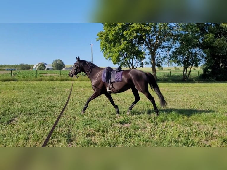 Hannoveraner Stute 6 Jahre 163 cm Rappe in B&#xFC;tzow