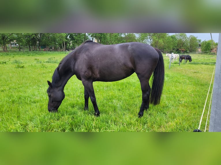 Hannoveraner Stute 6 Jahre 163 cm Rappe in B&#xFC;tzow