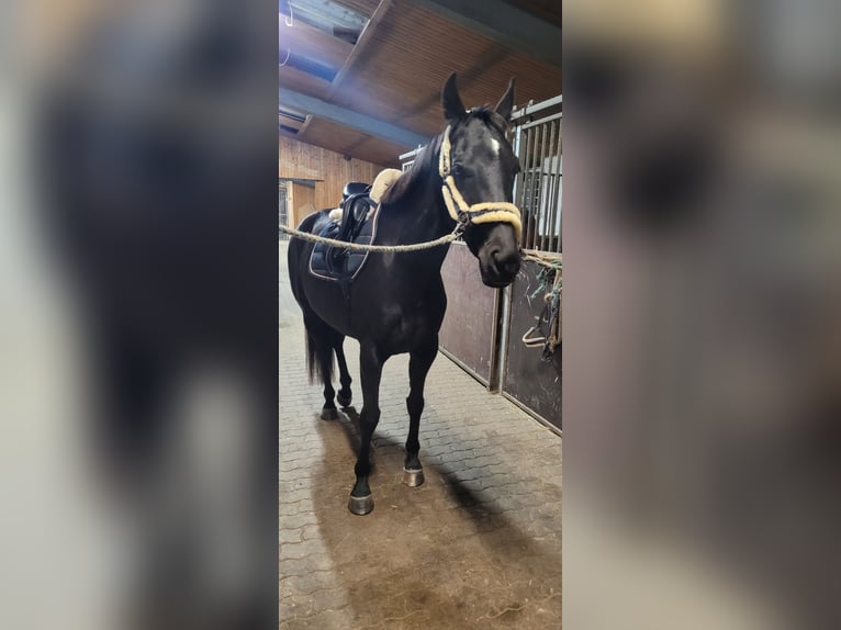 Hannoveraner Stute 6 Jahre 163 cm Rappe in B&#xFC;tzow