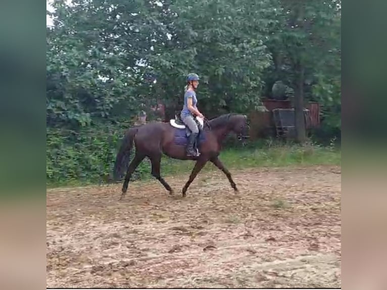 Hannoveraner Stute 6 Jahre 163 cm Rappe in B&#xFC;tzow