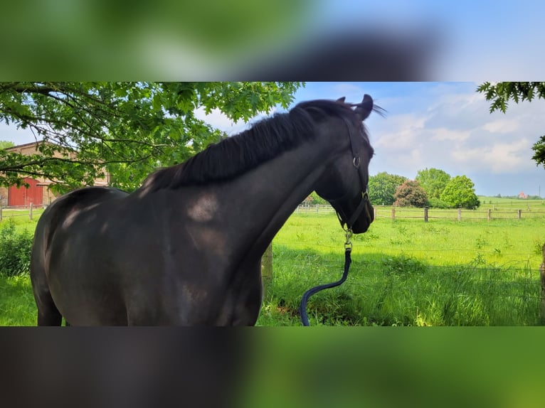 Hannoveraner Stute 6 Jahre 163 cm Rappe in B&#xFC;tzow