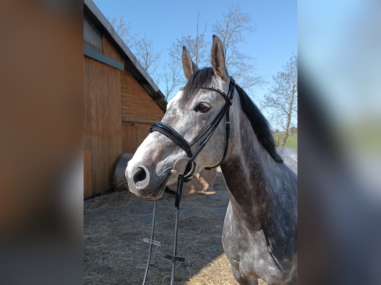 Hannoveraner Stute 6 Jahre 163 cm Schimmel in Belum