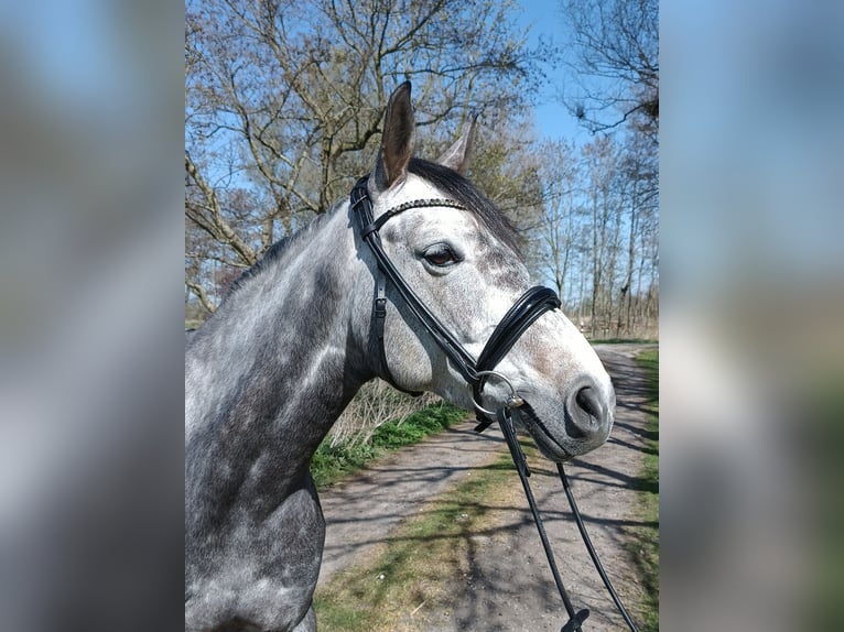 Hannoveraner Stute 6 Jahre 163 cm Schimmel in Belum