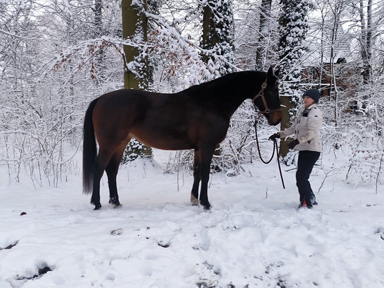 Hannoveraner Stute 6 Jahre 164 cm Brauner in Vellahn