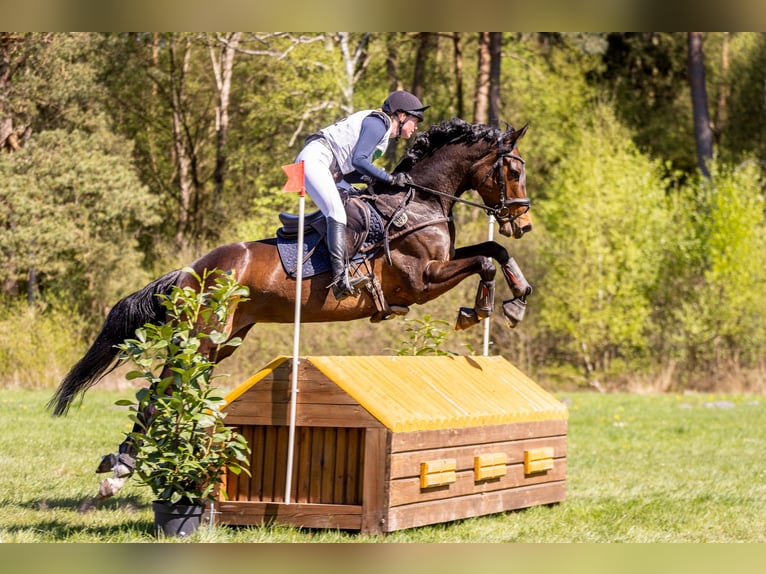 Hannoveraner Stute 6 Jahre 164 cm Brauner in Salzhausen
