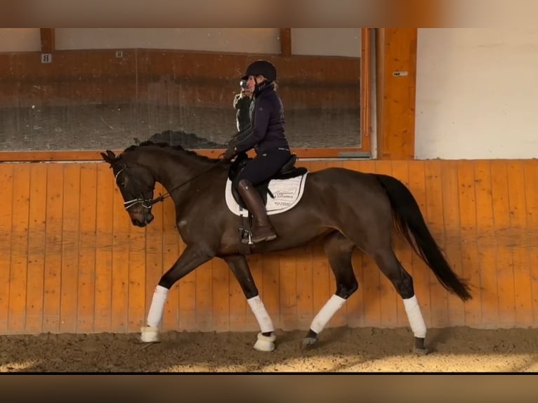 Hannoveraner Stute 6 Jahre 164 cm Dunkelbrauner in Salzhemmendorf