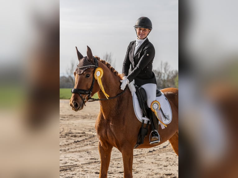 Hannoveraner Stute 6 Jahre 164 cm Fuchs in Neuberg