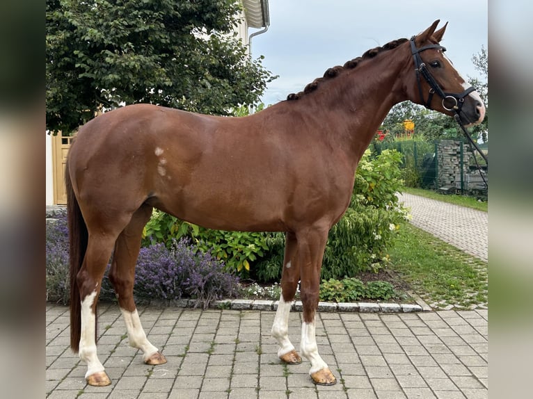 Hannoveraner Stute 6 Jahre 164 cm Fuchs in Unterschneidheim