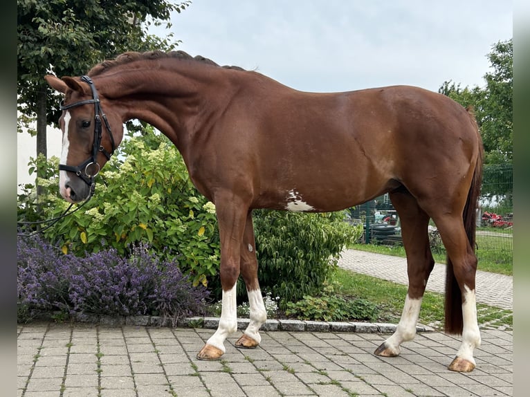 Hannoveraner Stute 6 Jahre 164 cm Fuchs in Unterschneidheim