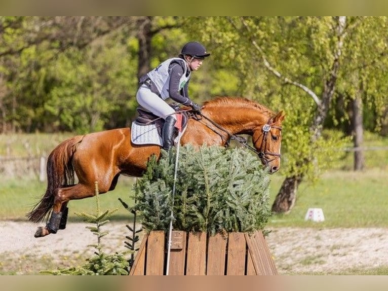 Hannoveraner Stute 6 Jahre 164 cm Fuchs in Vierhöfen