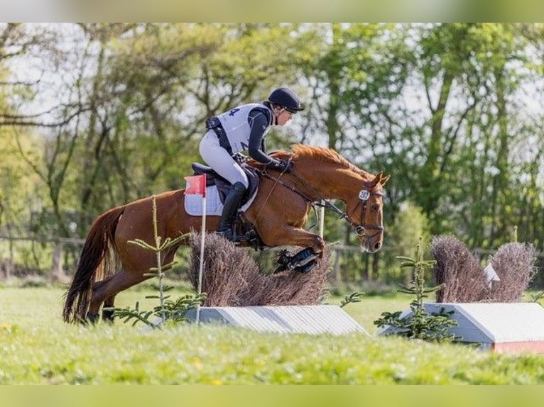 Hannoveraner Stute 6 Jahre 164 cm Fuchs in Vierhöfen