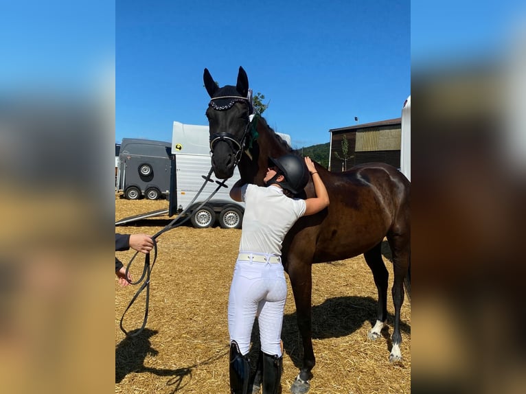 Hannoveraner Stute 6 Jahre 164 cm Rappe in Neuberg