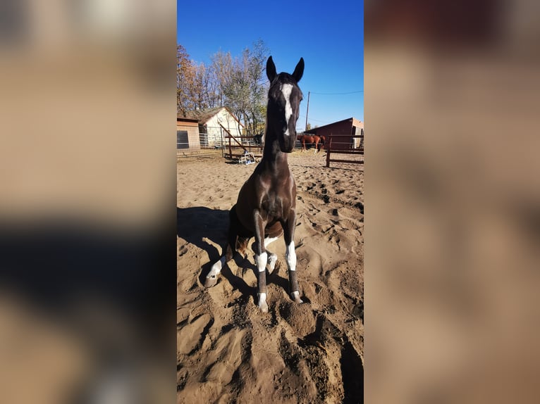 Hannoveraner Mix Stute 6 Jahre 164 cm Schecke in Kiskőrös