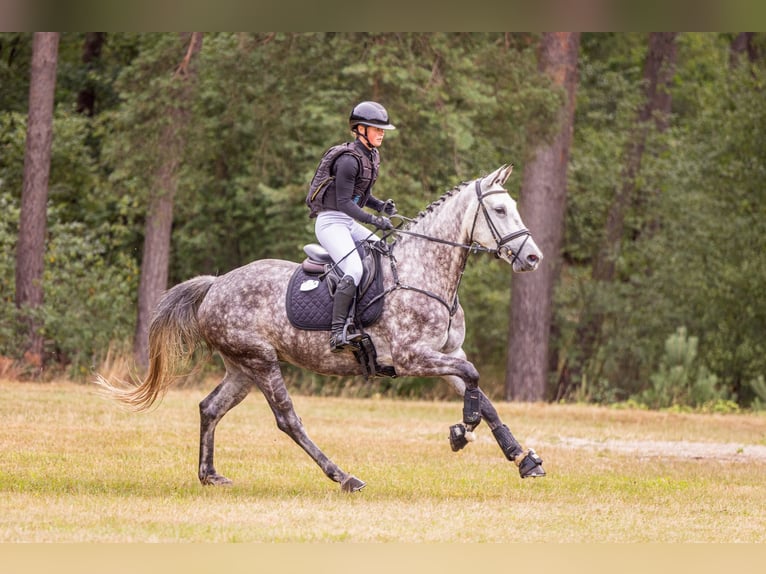 Hannoveraner Stute 6 Jahre 164 cm Schimmel in Egestorf