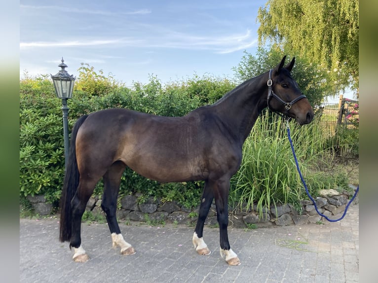 Hannoveraner Stute 6 Jahre 164 cm Schwarzbrauner in Weilburg