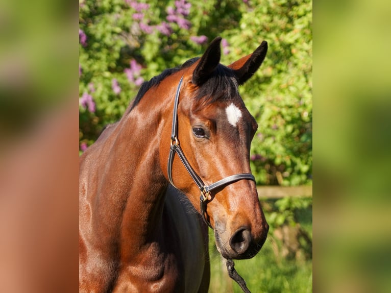 Hannoveraner Stute 6 Jahre 165 cm Brauner in Selm