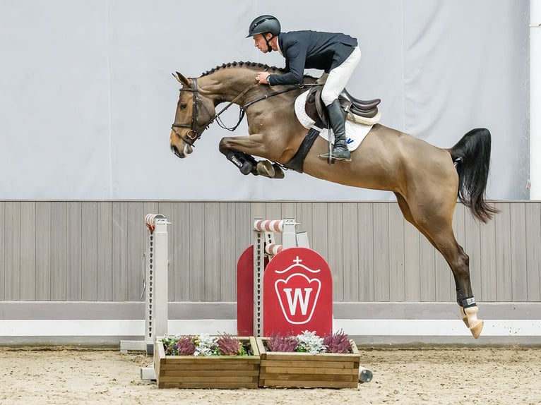 Hannoveraner Stute 6 Jahre 165 cm Brauner in Münster-Handorf